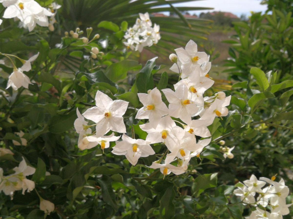פריבלאקה Villa Flora Maris Apartments מראה חיצוני תמונה